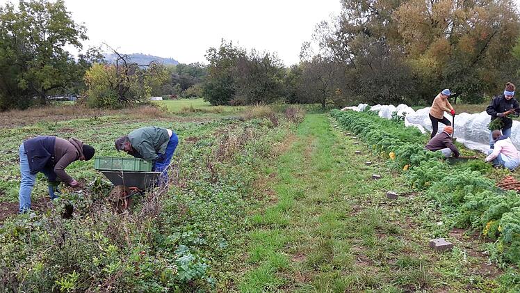 Die gemeinsame Arbeit auf dem Acker verbindet die Solawi-Mitglieder.t