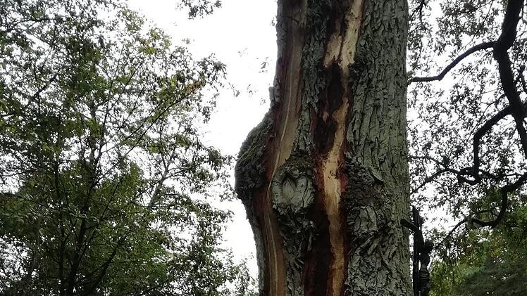 Vom Stamm bis zur Krone ist die alte Eiche gespalten. Foto: Fabian Nöth