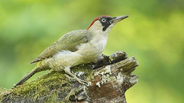 Der Grünspecht ist der Vogel des Jahres 2014. Foto: Rossl Rössner/LBV/NABU