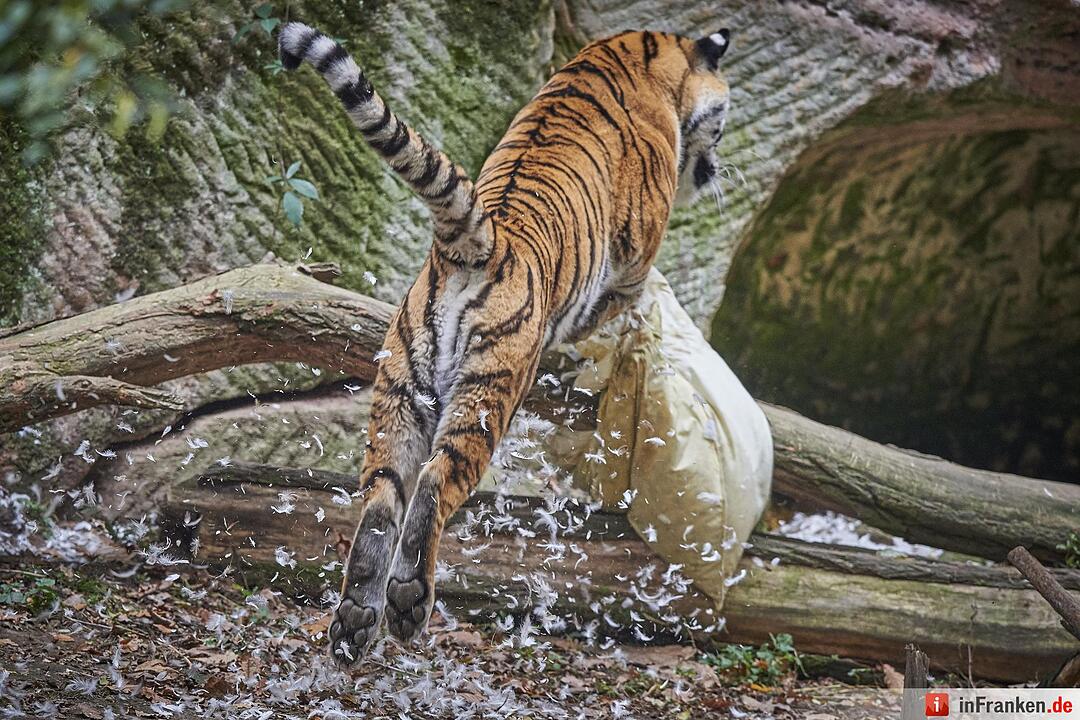 Tigerdame Katinka spielt Kissenschlacht im Tiergarten Nürnberg