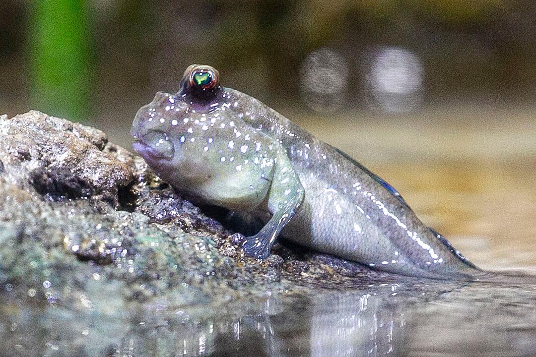 Er&ouml;ffnung der Mangroven-Anlage im Frankfurter Zoo