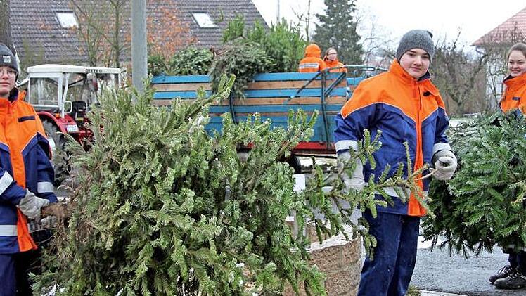 Von den Grundstücken und am Straßenrand sammelte die Pfarrweisacher Jugendfeuerwehr die Christbäume ein.  Fotos: Günther Geiling