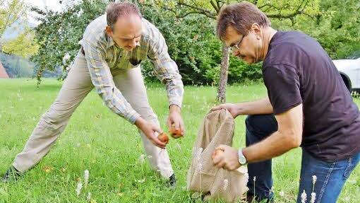 Dieter Weisenburger (links) und Arnulf Hausdörfer sammeln Fallobst für frischen Apfelsaft.