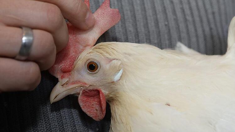Dieses Huhn legt weiße Eier. Foto: Barbara Herbst