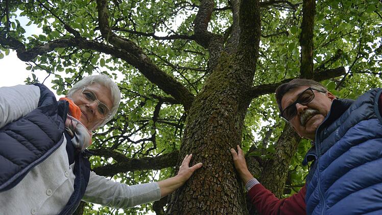 Andrea und Roland Schmitt aus Oberehrenbach hegen und pflegen 2,5 Hektar an hohen, alten Baumbeständen. Foto: Ronald Heck