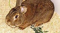 Patrick Fotos: Tierheim