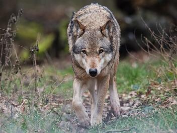 Bei Modschiedel wurde ein Reh gerissen. Der erfahrene Jäger Gisbert Sattler ist sich sicher:  Es war ein  Wolf.  Symbolfoto: Julian Stratenschulte/dpa