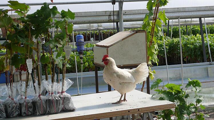 Noch eine flei&szlig;ige Helferin: Die H&uuml;hner der Familie Schmidt fungieren als Sch&auml;dlingsvernichter - naschen aber gerne auch die eine oder andere Traube.  Fotos: Brock