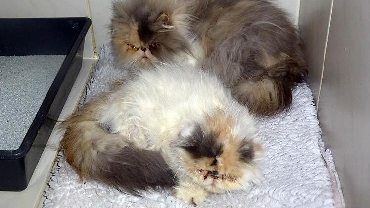 Auch diese Beiden haben schwer entzündete Augen. Fotos: Tierschutzinitiative Haßberge