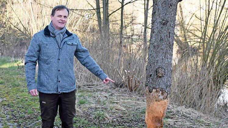 Ein Biber mit Appetit auf Obstbäume: Kräftig angenagt wurde die Obstbaumreihe am Main in Strössendorf.