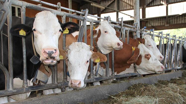 Impressionen vom Grundhof in Breitenbach Foto: Ulrike Müller