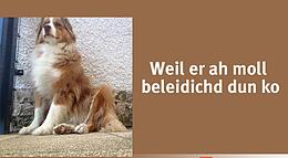 Vorschaubild