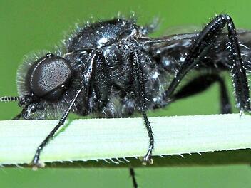 Die Märzfliege ist eigentlich keine Fliege, sondern eine Mücke. Sie wird etwa acht bis elf Millimeter lang und ist damit die größte Haarmücke Europas.  Foto: Walter Eberl /pixelio.de