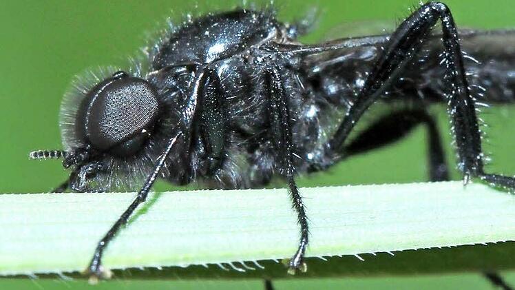Die Märzfliege ist eigentlich keine Fliege, sondern eine Mücke. Sie wird etwa acht bis elf Millimeter lang und ist damit die größte Haarmücke Europas.  Foto: Walter Eberl /pixelio.de