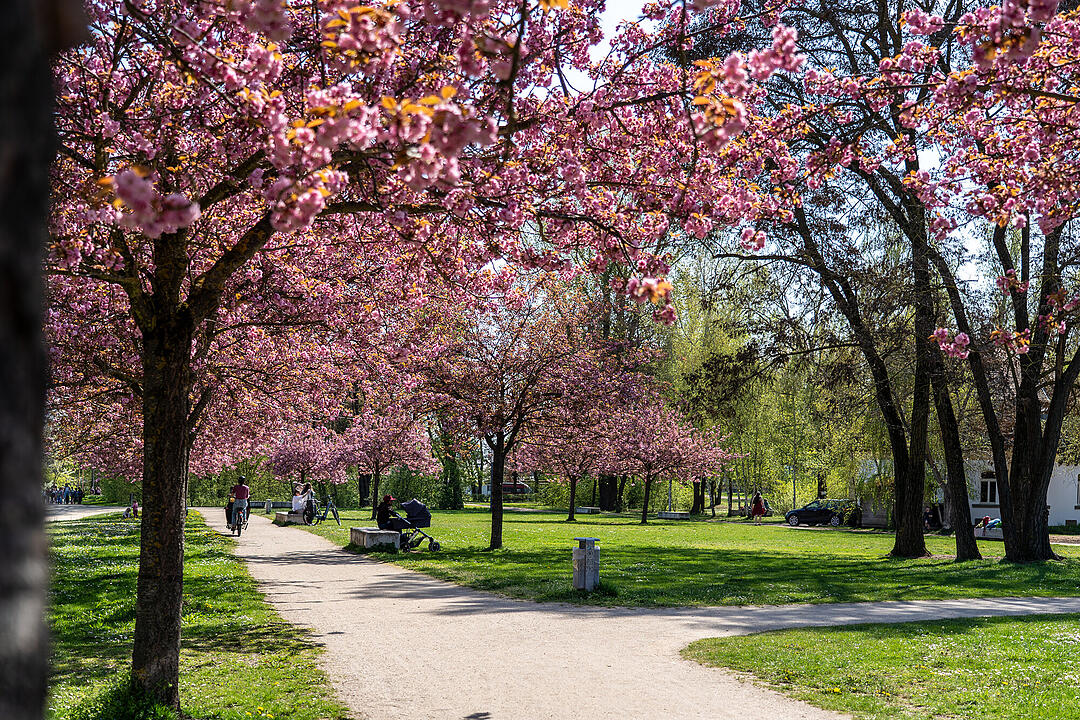Wundersch&ouml;ne Naturfotos aus Bamberg.