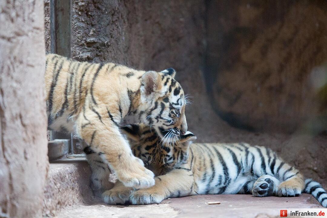 Tigergarten Nürnberg: Nachwuchs bei den Sibirischen Tigern