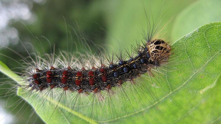 Schlechtes Timing f&uuml;r einen Helikopter-Sch&auml;dlingsbek&auml;mpfungs-Einsatz: Der Hubschrauber war zu fr&uuml;h bei seinem Termin und schlug somit eine Trauergemeinde auf einem Friedhof in Frankfurt in die Flucht. Foto: -/Landesanstalt f&uuml;r Wald und Forstwirtschaft/dpa