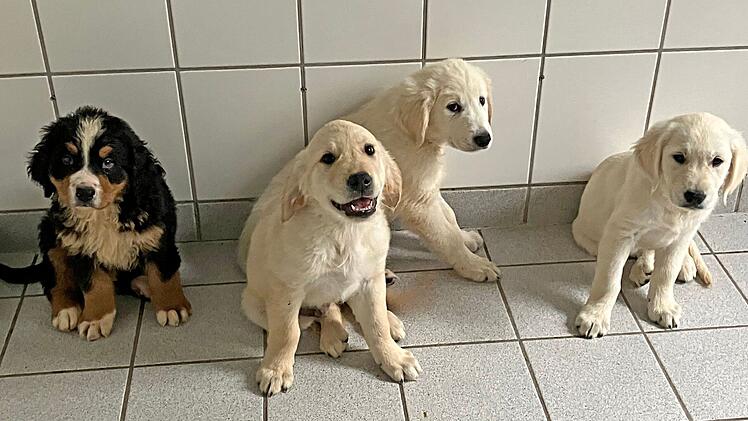 Tierheim Roth nimmt 29 Hundewelpen auf - Tierschützer arbeiten bis zu 19 Stunden pro Tag