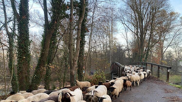 Hunderte Schafe ziehen durch Nürnberg
