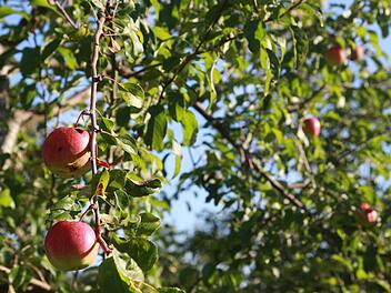 Nur wenige Äpfel hängen an einem Baum bei Erlach. Zu sehen ist die Sorte Rewena - eine Apfelart mit langem, dünnen Stiel. Sie ist erst seit gut 20 Jahren in Baumschulen verfügbar und gut zur Saftherstellung. Die Früchte eignen sich aber auch als Lageräpfel.  Fotos: Umweltstation Weismain