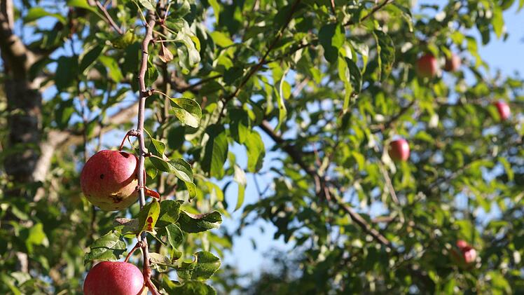 Nur wenige Äpfel hängen an einem Baum bei Erlach. Zu sehen ist die Sorte Rewena - eine Apfelart mit langem, dünnen Stiel. Sie ist erst seit gut 20 Jahren in Baumschulen verfügbar und gut zur Saftherstellung. Die Früchte eignen sich aber auch als Lageräpfel.  Fotos: Umweltstation Weismain