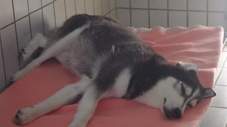Tierheim Kronach: Trauer u "Pechvogel-Hund" Luna