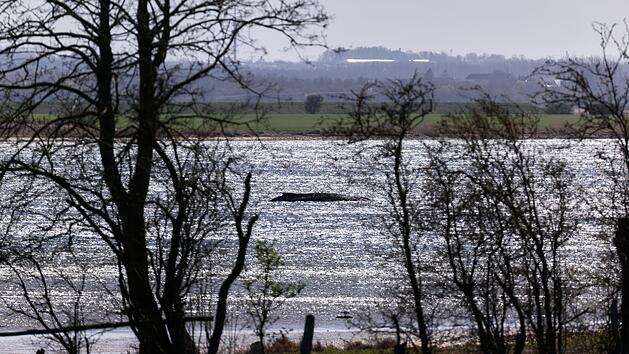 Buckelwal liegt weiter in Wismarbucht