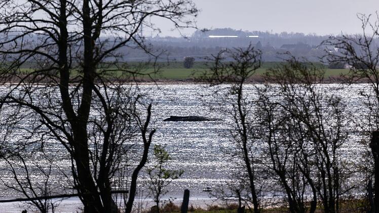 Buckelwal liegt weiter in Wismarbucht