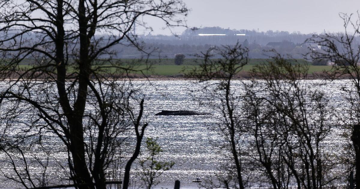 Ostsee-Wal 'Timmy' hat Wasser in der Lunge - Anblick 'fällt schwer'