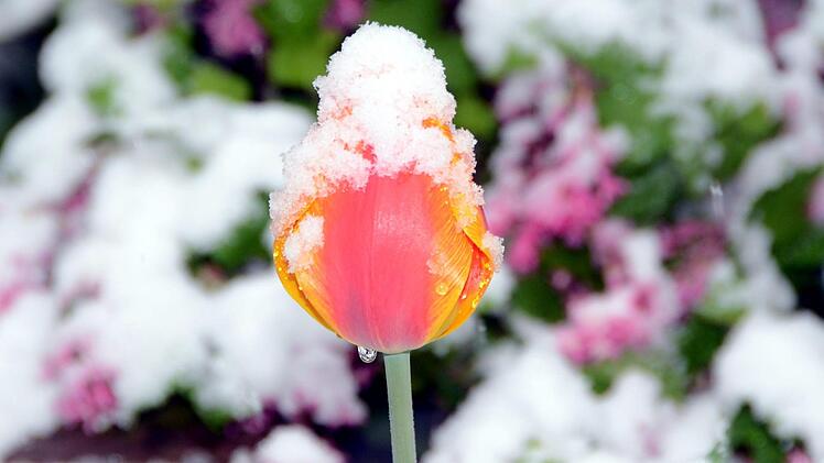 Schnee an Ostern in Bad Kissingen Foto: Peter Rauch