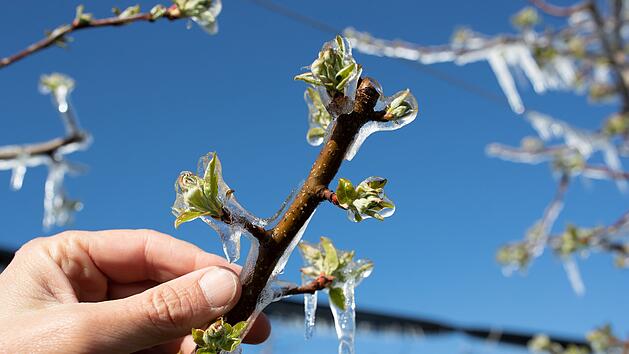 Eisheilige 2026: K&auml;lteeinbruch kommt fr&uuml;her als sonst &ndash; droht Sp&auml;tfrost?