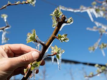 Eisheilige: Mit Eis bedeckter Obstbaum im Fr&uuml;hling