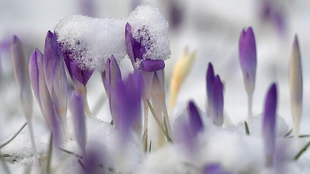 Die meisten Gärten sind in der Anfangszeit des späten Winters zu dicht bepflanzt worden. Dies kann sich später sehr rächen.  Symbolfoto: Henning Kaiser/dpa