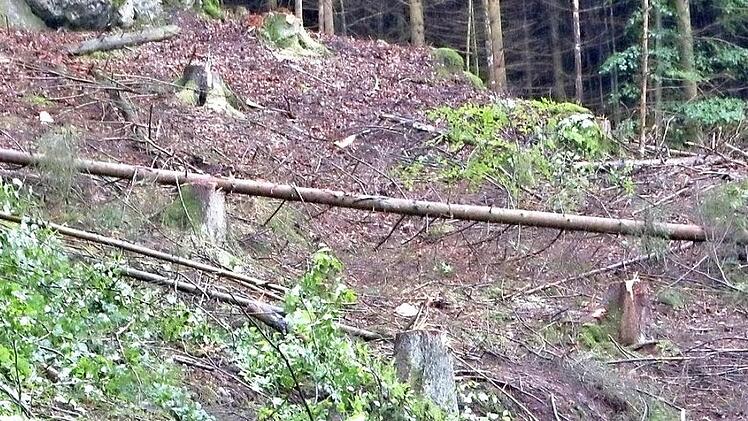 Aus Sicherheitsgründen werden die Bäume quer zum Hang gefällt.