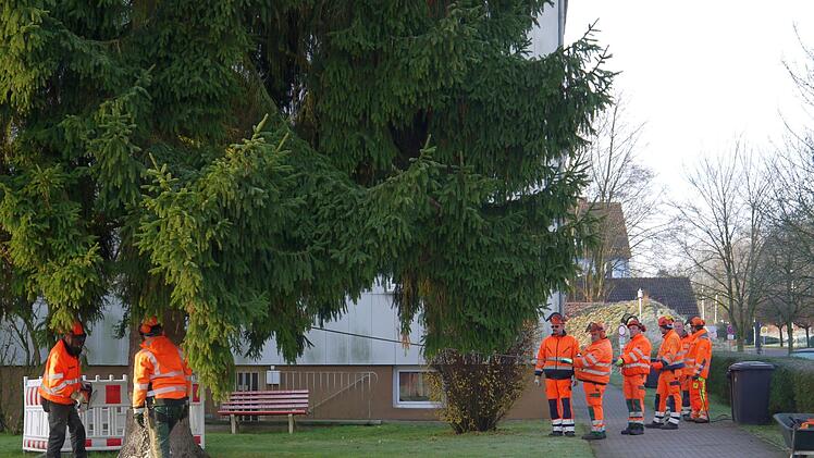Gestern  hat das  Team des städtischen Bauhofs den  Weihnachtsbaum auf den Neustadter Marktplatz gebracht.Berthold Köhler