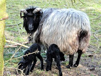 Das Mutterschaft lässt die zwei schwarzen Osterlämmer von Hegnabrunn  nicht aus den Augen.  Foto: Werner Reißaus