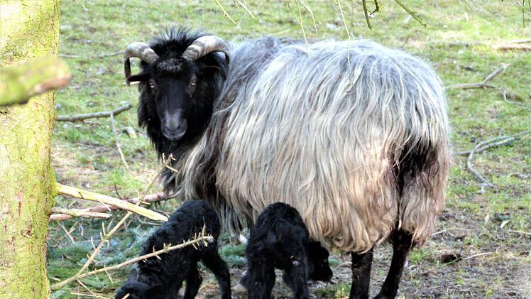 Das Mutterschaft lässt die zwei schwarzen Osterlämmer von Hegnabrunn  nicht aus den Augen.  Foto: Werner Reißaus