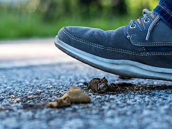 Für Hundekot gibt es in der Gemeinde etliche Abfallbehälter. Doch diese werden nicht von jedem genutzt.  Symbolfoto MarkusBraun/ Adobe Stock