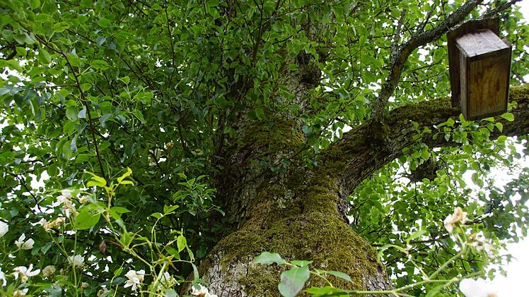 Wunderschöne alte Birnbäume zieren die Fatschenbrunner Flur, aber auch manchen Garten - aus ihren Früchten werden die leckeren Hutzel hergestellt. Foto: Sabine Weinbeer