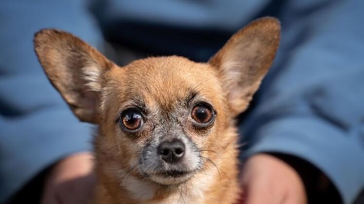 Tierheim Nürnberg: Vier Chihuahuas suchen neues Zuhause - Tierheim startet Aufruf
