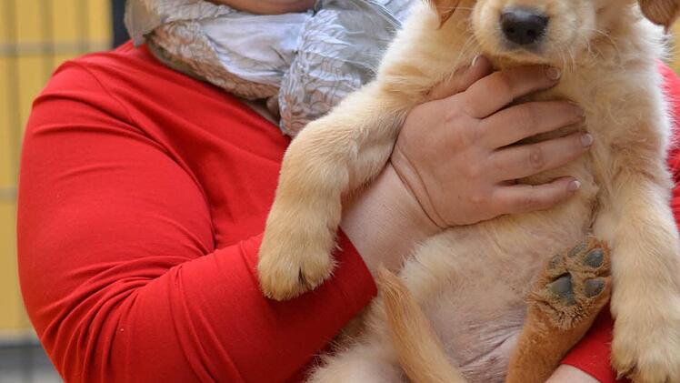 Im März 2014 wurde eine illegaler Welpentransporter bei Nürnberg gestoppt. Die noch sehr jungen Tiere wurden ins Tierheim Nürnberg gebracht. Foto: Nikolas Pelke