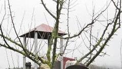 Michael Stromer erläutert, was beim Obstbaumschnitt wichtig ist.