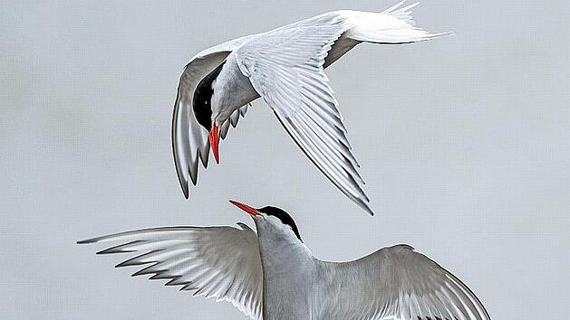 Frei wie ein Vogel: F&uuml;r dieses Motiv als freies Thema wurde Jutta R&uuml;ckert geehrt.