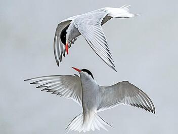 Frei wie ein Vogel: F&uuml;r dieses Motiv als freies Thema wurde Jutta R&uuml;ckert geehrt.