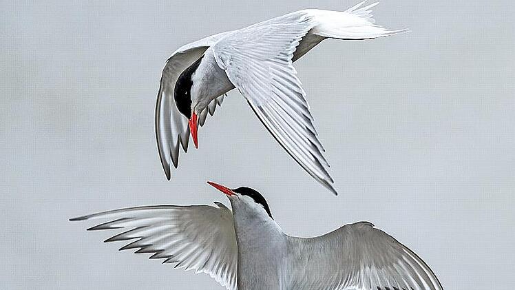 Frei wie ein Vogel: F&uuml;r dieses Motiv als freies Thema wurde Jutta R&uuml;ckert geehrt.
