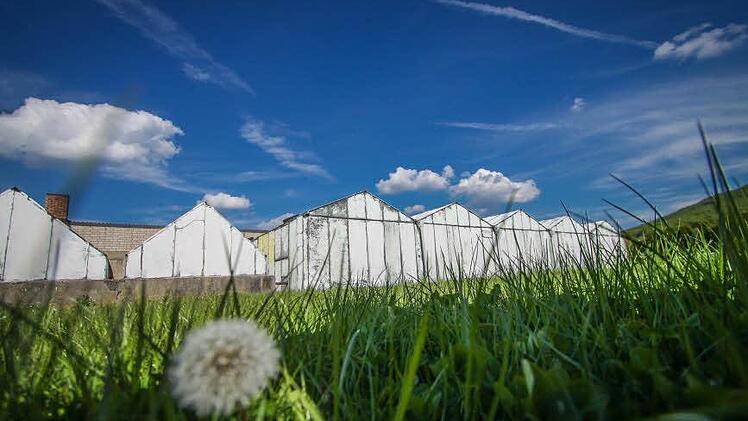 Das Grundst&uuml;ck der ehemaligen G&auml;rtnerei Kr&auml;mer Foto: Hendrik Steffens