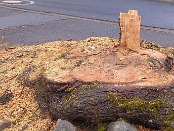 Nur noch ein Stumpf: Der Bergahorn im Auerhahnweg wurde Mitte Februar auf Initiative der neuen Eigentümer gefällt. Foto: Otty Pralle