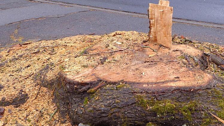 Nur noch ein Stumpf: Der Bergahorn im Auerhahnweg wurde Mitte Februar auf Initiative der neuen Eigentümer gefällt. Foto: Otty Pralle