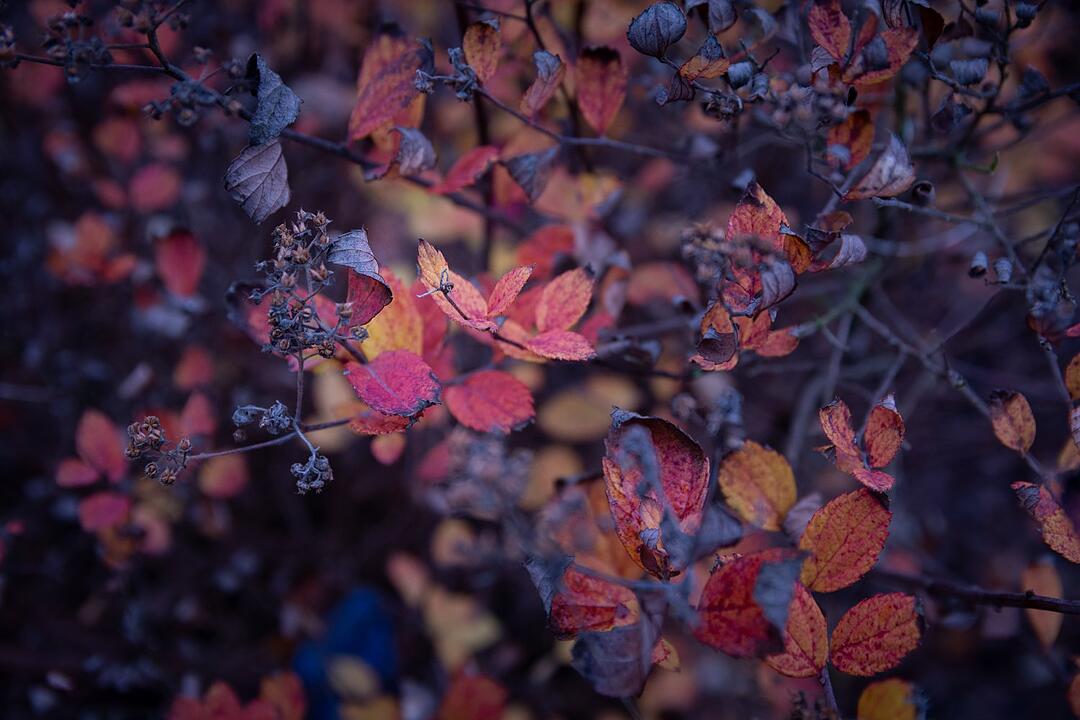 Die schönsten Fotos im Herbst aus Coburg und Umgebung