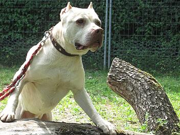 Tierheim Erlangen gedenkt eines besonderen Hundes - "viel Pech im Leben gehabt"